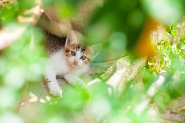 黑白色的猫