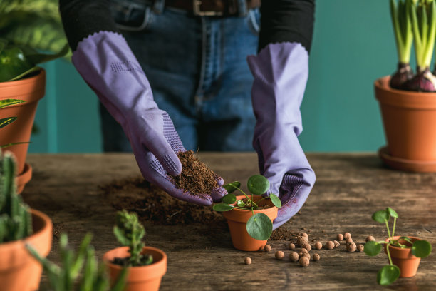 多肉植物diy