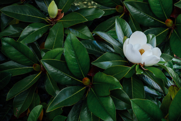 茉莉花树