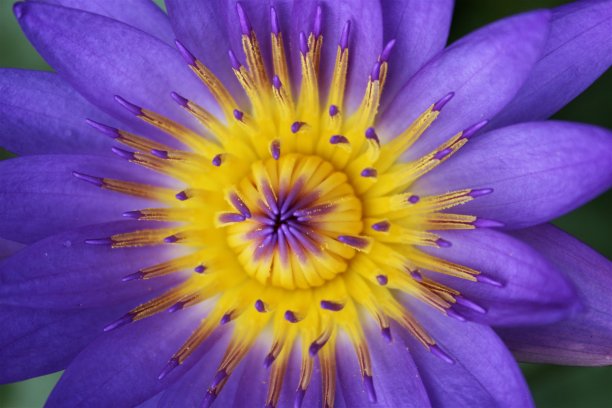 淡紫色百合花