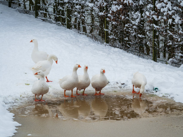 雪地上的鹅