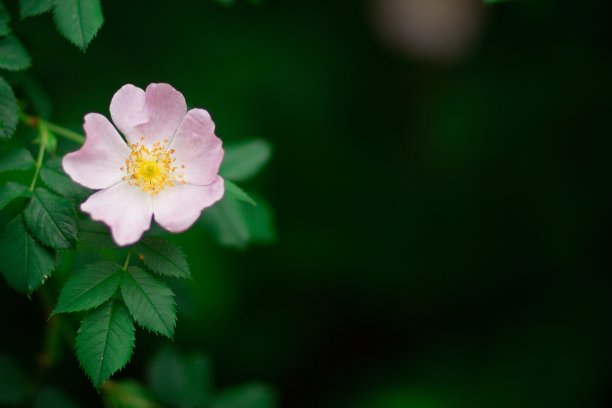 粉色野蔷薇花