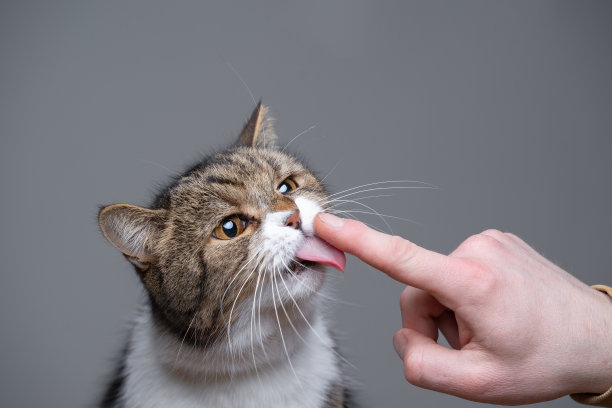 舔舌头的猫