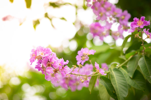 樱花背景,樱花底纹,浪漫樱花