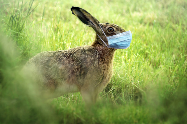 复活节兔子,户外,病毒感染