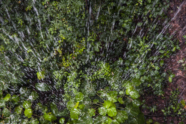 雨叶林