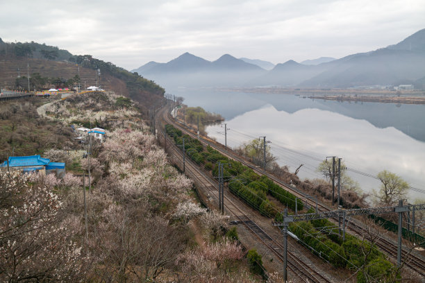 梅花高清