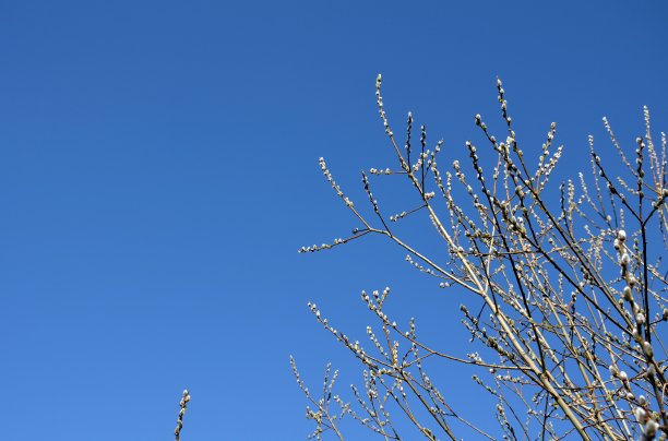 蓝天下的柳枝
