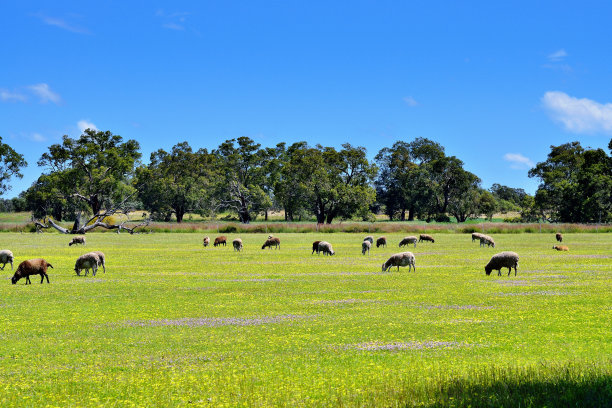 夏季草原牧场草场羊群