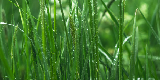 谷雨清爽