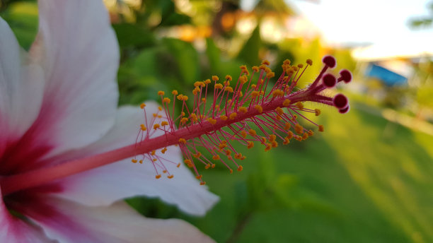 艳丽木槿花