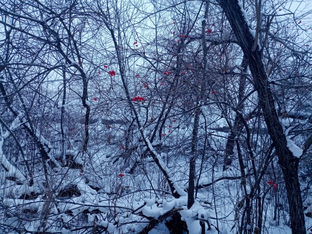 白色背景上的蓝色雪花-冬季圣诞装饰