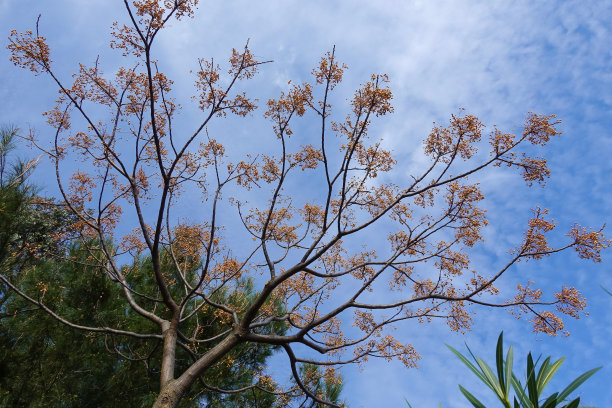 桐花