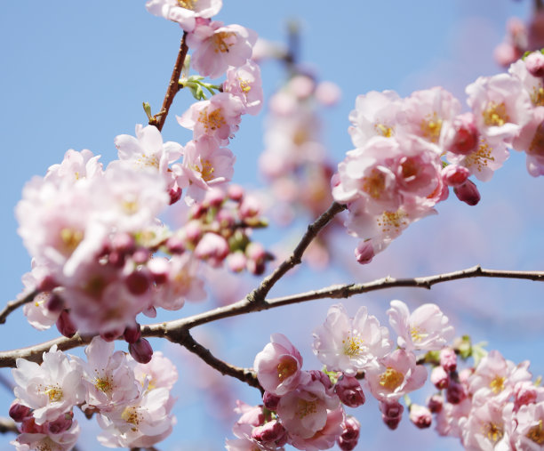 蓝天下的樱花摄影