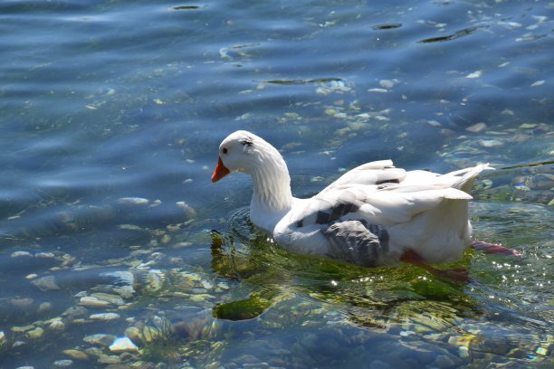 湖泊游水的鸭子