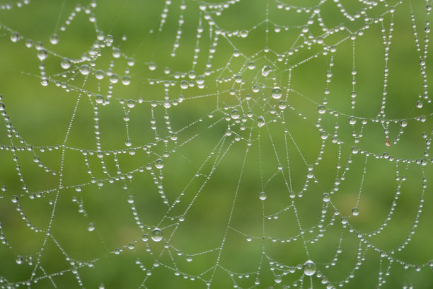 雨后的蜘蛛网