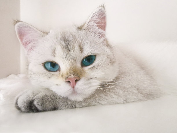 英短蓝白猫咪