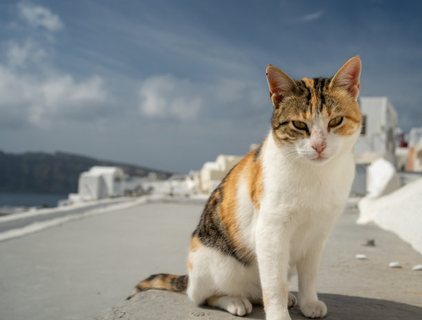 屋顶的猫咪
