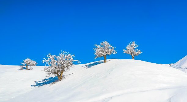 冬季的苹果树