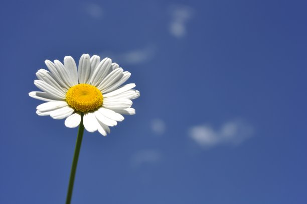 天空下的黄色雏菊