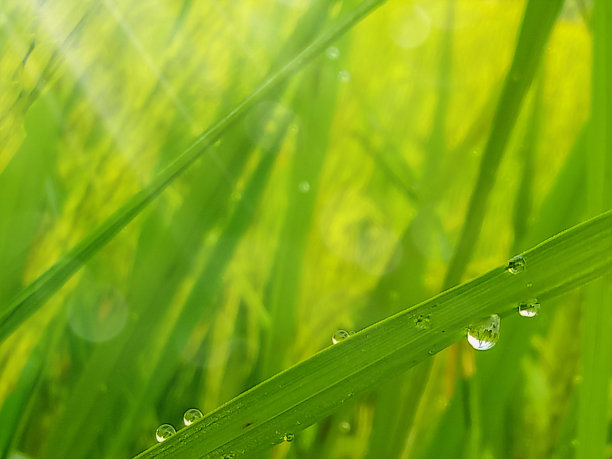 草地绿叶露水植物背景