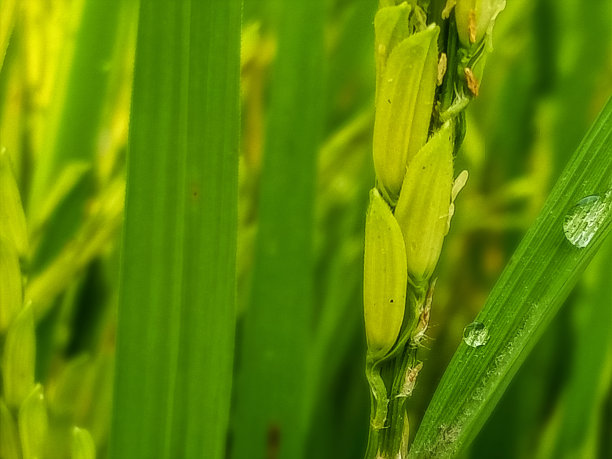 小草 绿植绿色背景 护眼壁纸