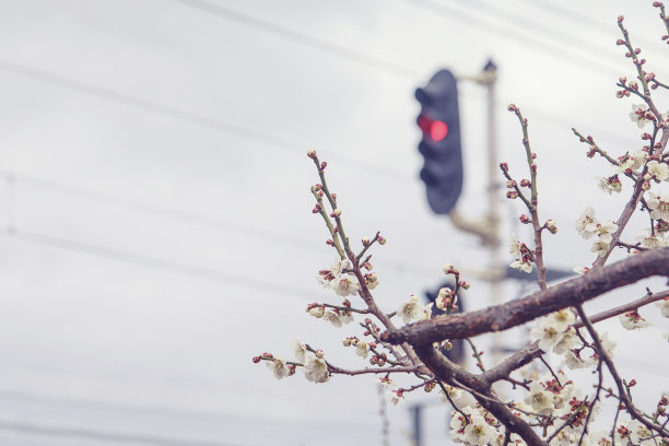 樱花与路灯