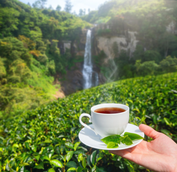 玻璃杯中的茶叶