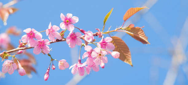 粉色花朵春季春暖花开设计素材