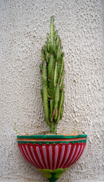 绿色植物 夏季植物 家具装饰