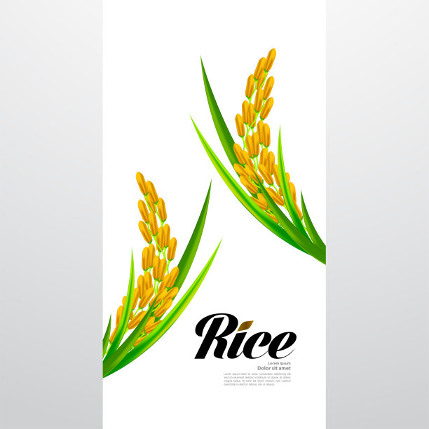 稻米矢量
