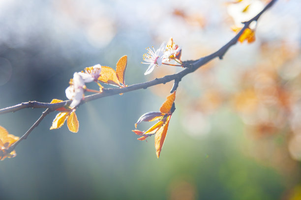 老枝上开花