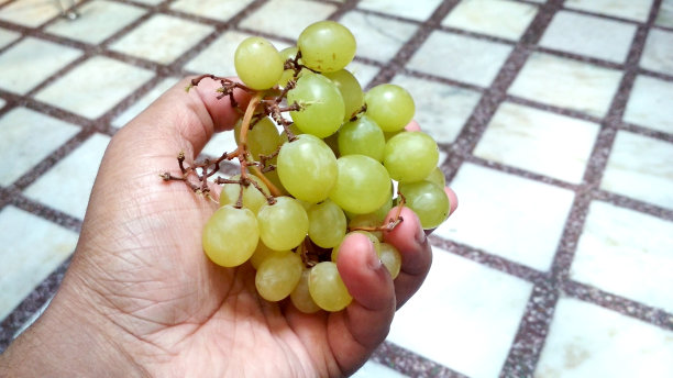 葡萄藤上成熟的葡萄