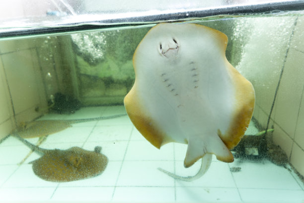 水族馆门票