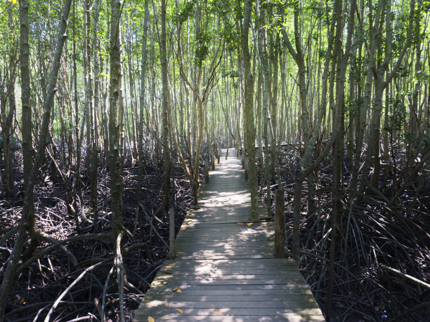 绿色青苔背景