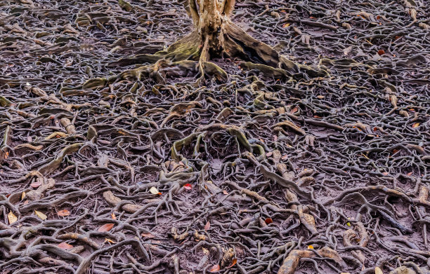 竹子的根部