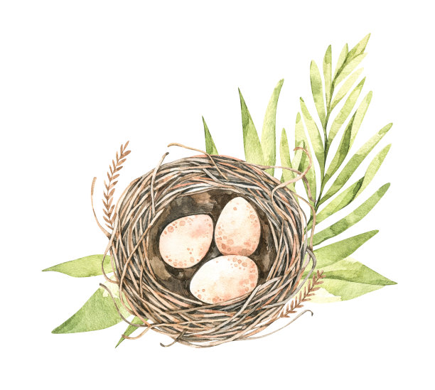 农村鸡蛋插画