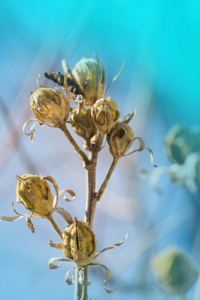 玫瑰花茶