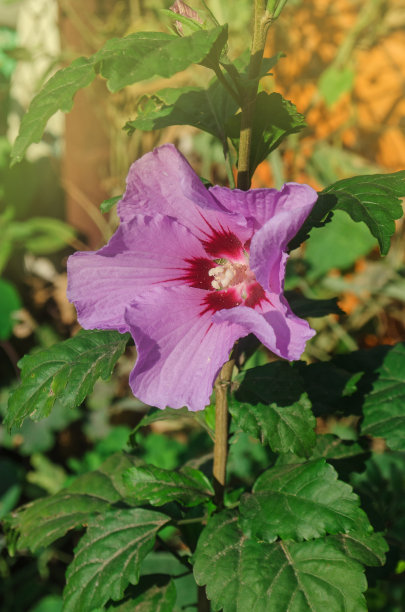 月季花树