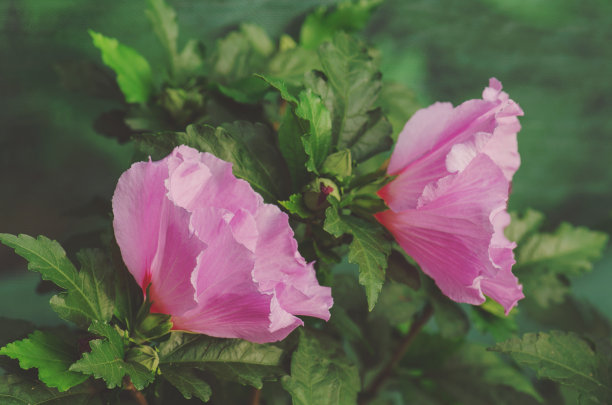 花骨朵月季花