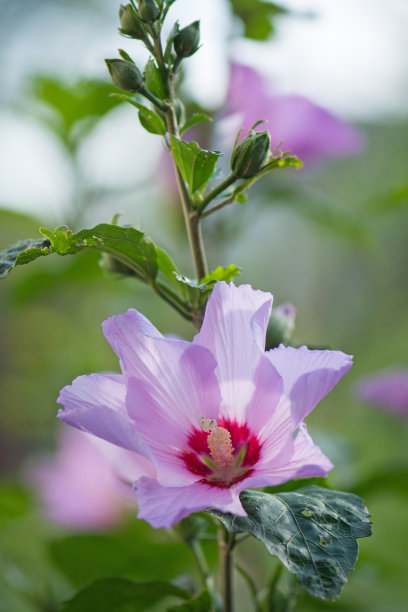 玫瑰花树