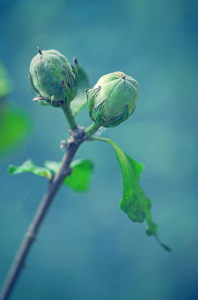 玫瑰花茶