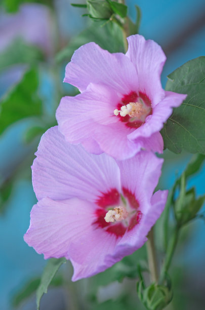 花骨朵月季花