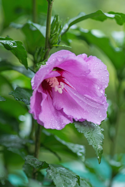 红色月季花