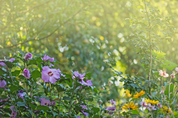 月季花花美