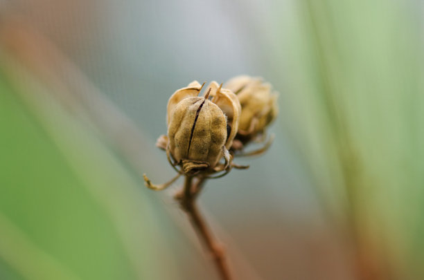 茶园春色