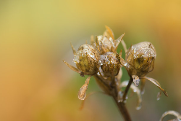 怒放的月季花