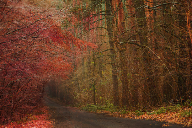秋天的乡村道路