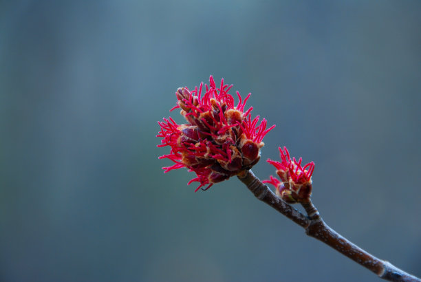 枫叶嫩芽