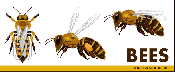 logo蜜蜂